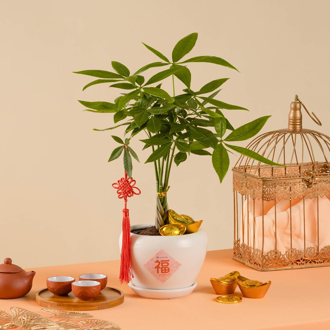Money Tree Chinese New Year Plant 2025