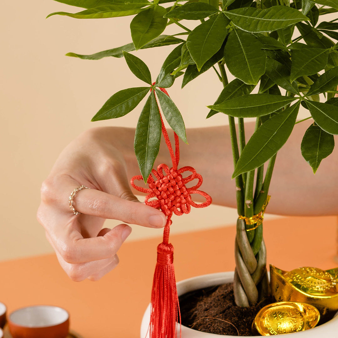 Money Tree Chinese New Year Plant 2025