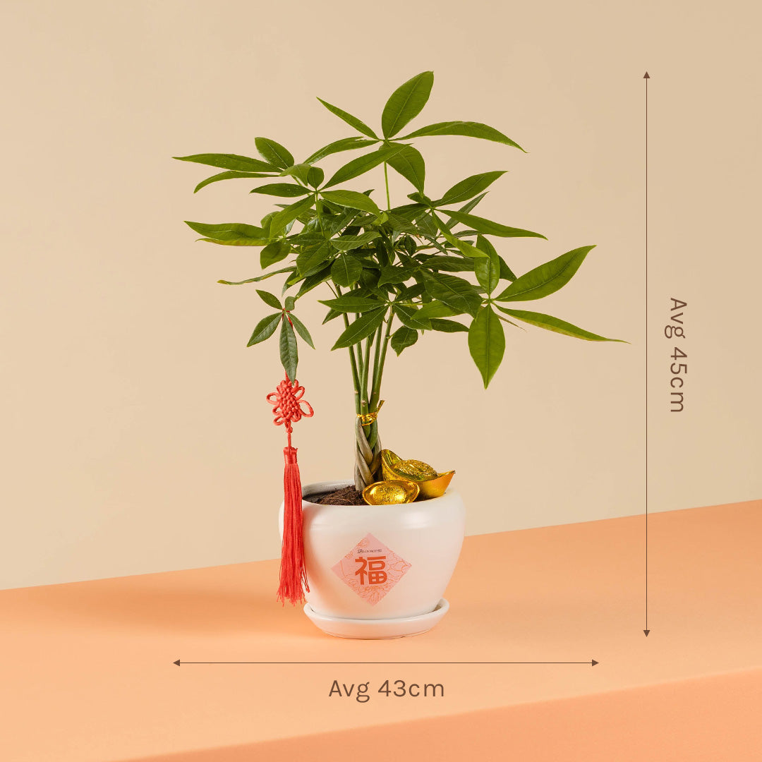 Money Tree Chinese New Year Plant 2025