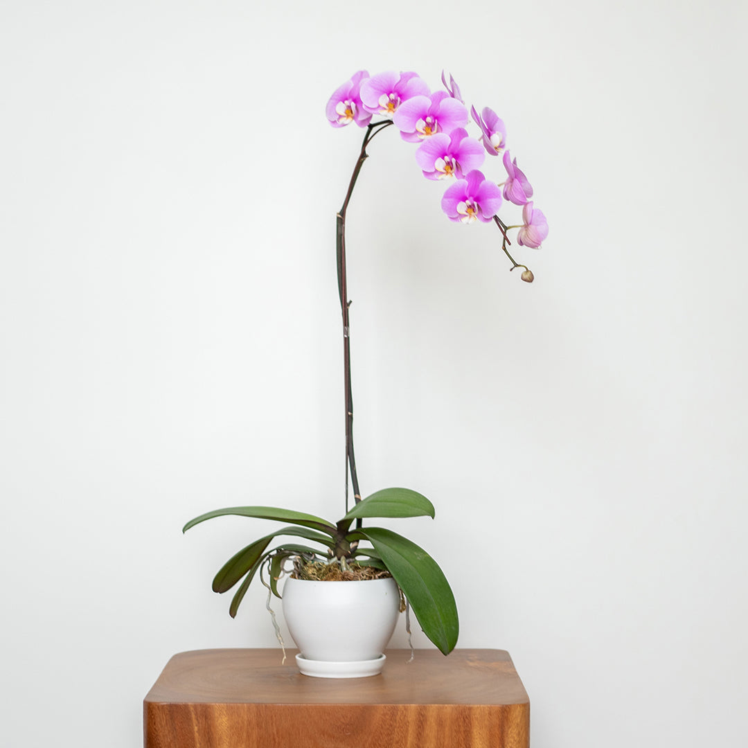 bloomthis-plant-pink-phalaenopsis-orchid-1-stalk-1080x1080-01