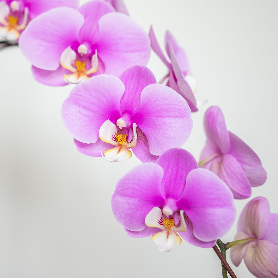 bloomthis-plant-pink-phalaenopsis-orchid-1-stalk-1080x1080-02