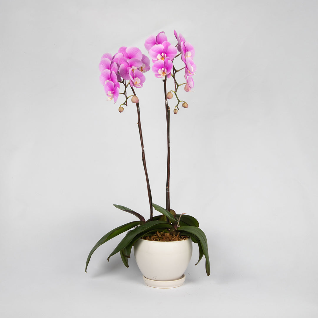bloomthis-plant-pink-phalaenopsis-orchid-2-stalks-1080x1080-01