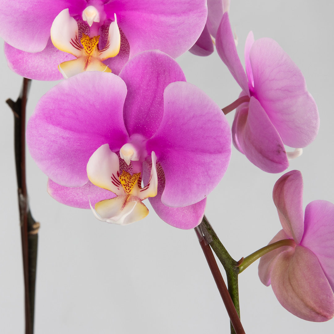 bloomthis-plant-pink-phalaenopsis-orchid-2-stalks-1080x1080-02