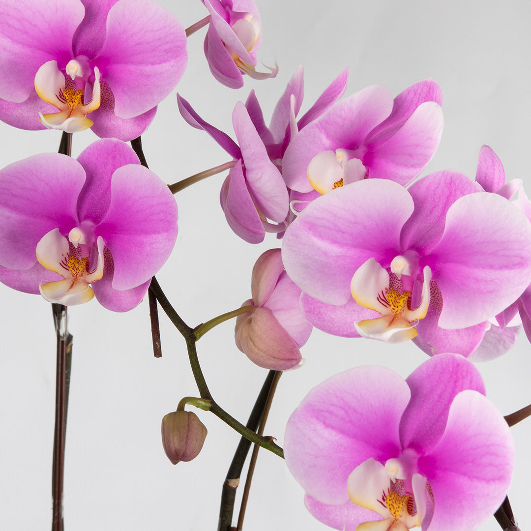 bloomthis-plant-pink-phalaenopsis-orchid-3-stalks-1080x1080-02