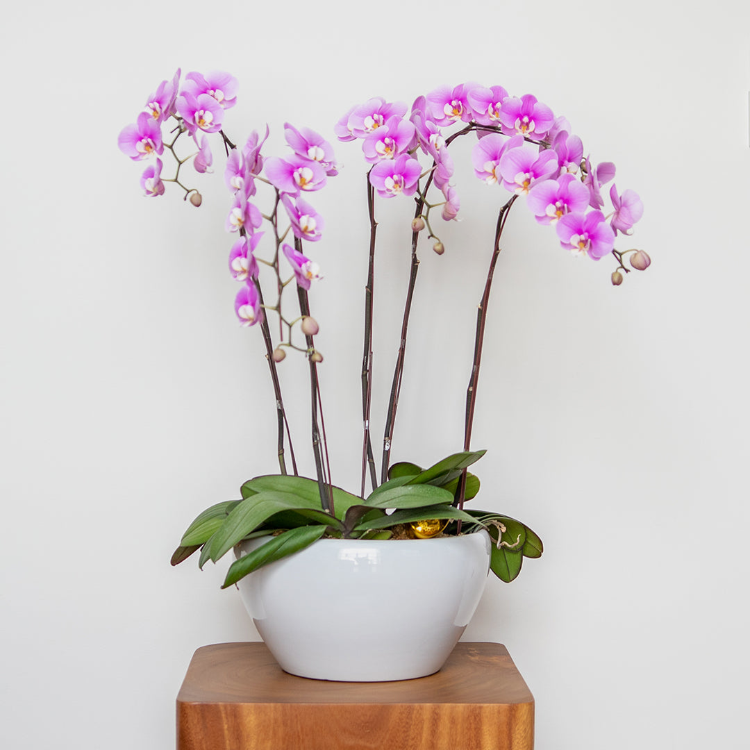 bloomthis-plant-pink-phalaenopsis-orchid-5-stalks-1080x1080-01