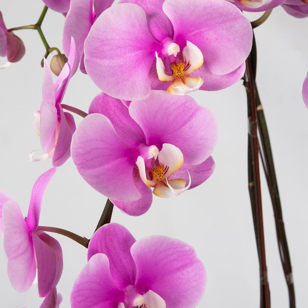 bloomthis-plant-pink-phalaenopsis-orchid-5-stalks-1080x1080-02