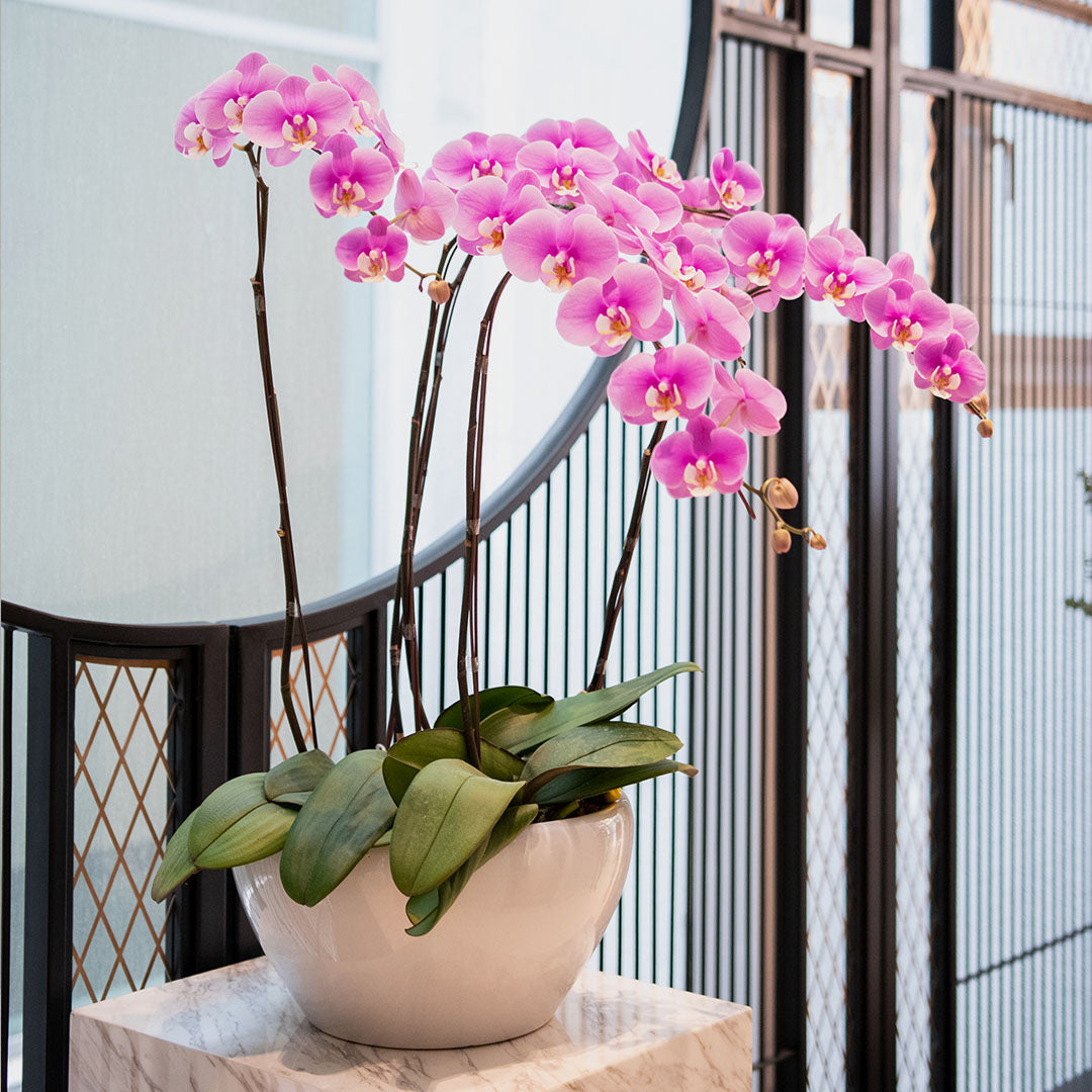 bloomthis-plant-pink-phalaenopsis-orchid-5-stalks-1080x1080-03