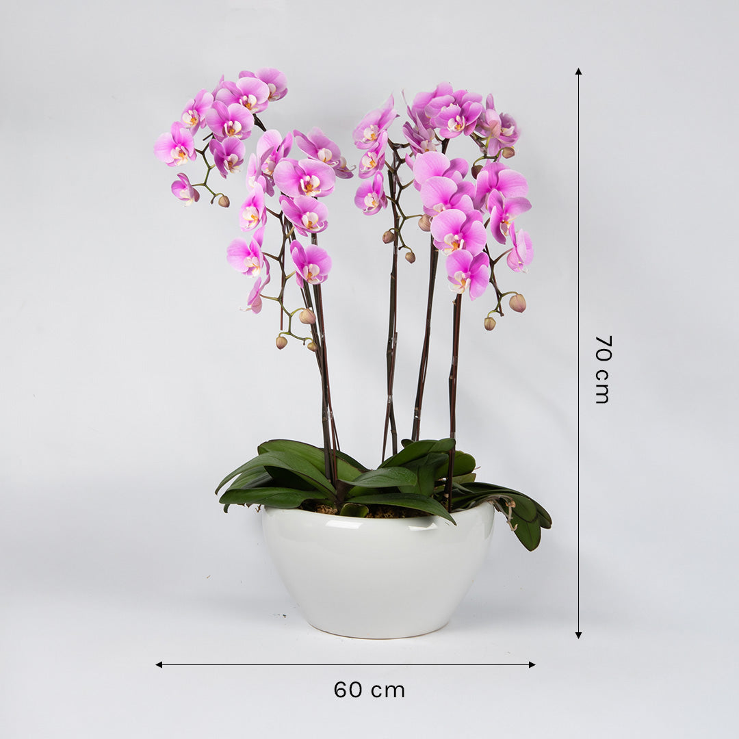 bloomthis-plant-pink-phalaenopsis-orchid-5-stalks-1080x1080-04