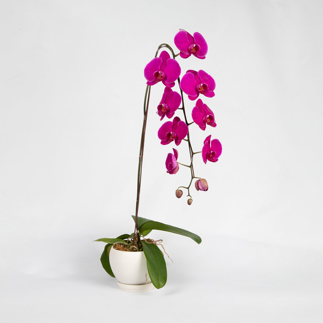 bloomthis-plant-purple-phalaenopsis-orchid-1-stalk-1080x1080-01