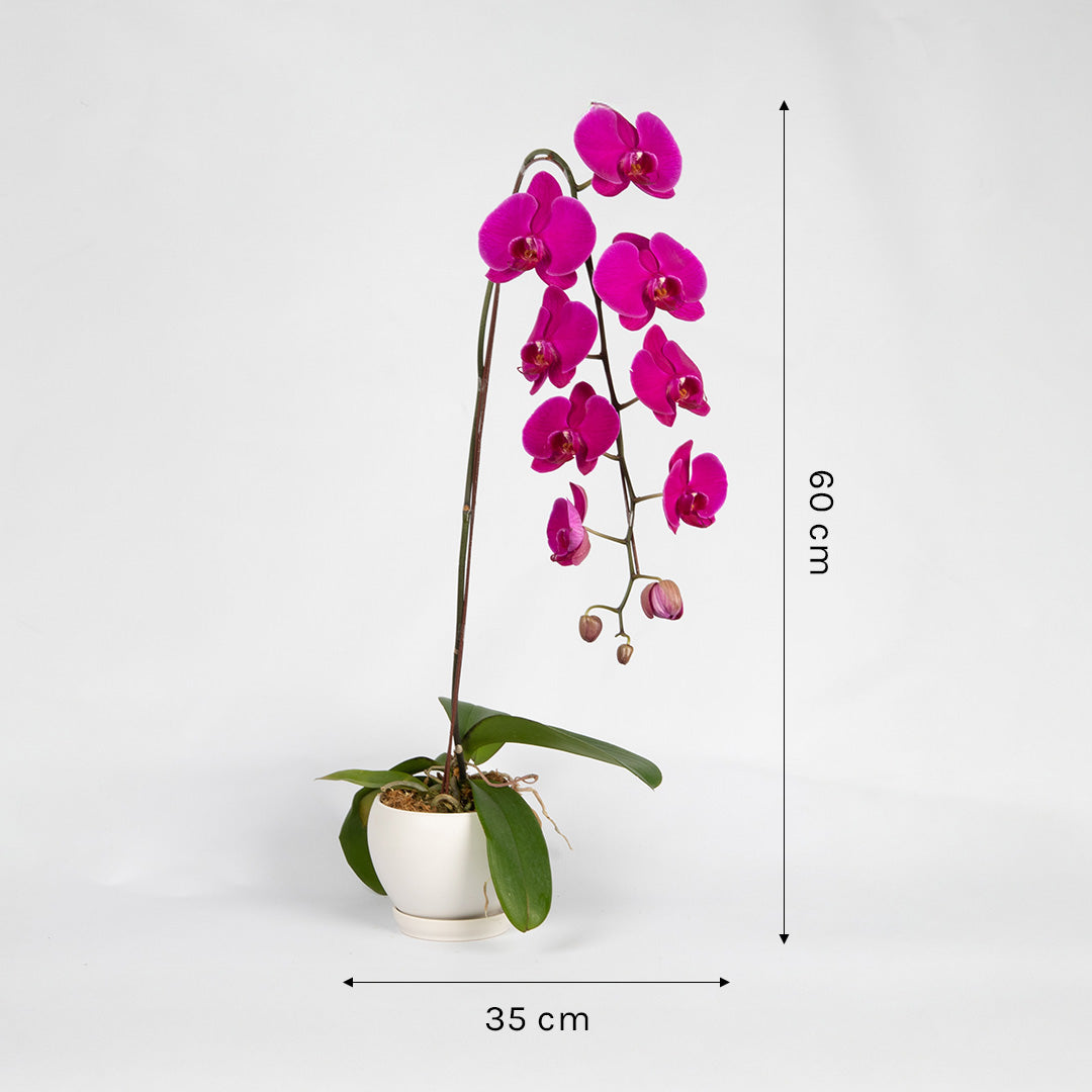 bloomthis-plant-purple-phalaenopsis-orchid-1-stalk-1080x1080-03