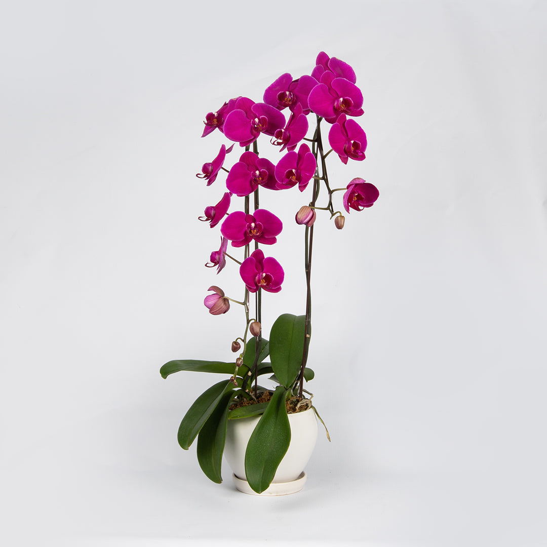 bloomthis-plant-purple-phalaenopsis-orchid-2-stalks-1080x1080-01