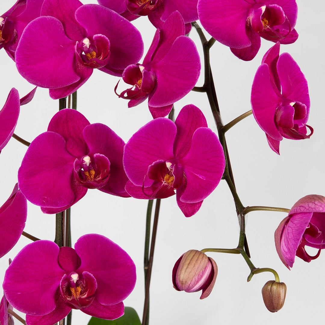 bloomthis-plant-purple-phalaenopsis-orchid-2-stalks-1080x1080-02