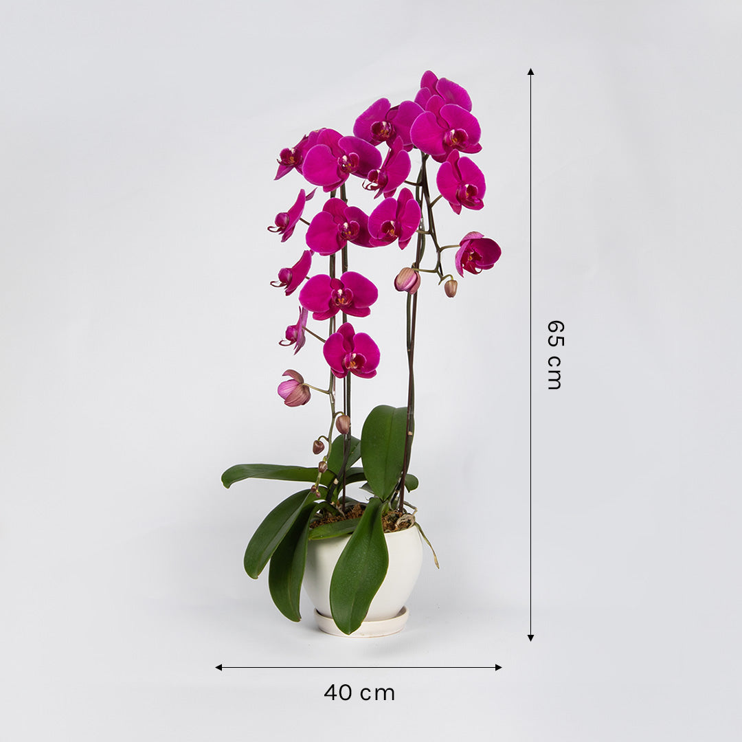bloomthis-plant-purple-phalaenopsis-orchid-2-stalks-1080x1080-03