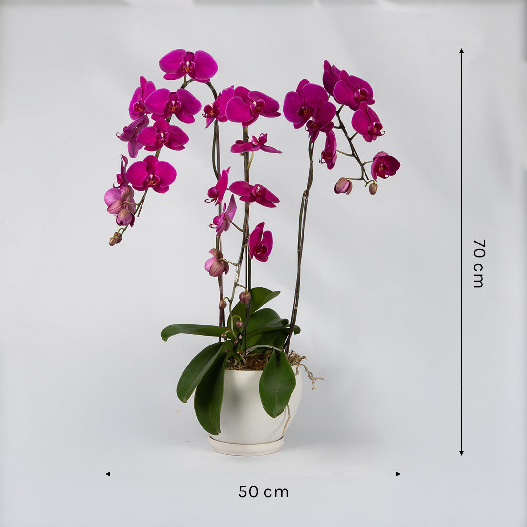 bloomthis-plant-purple-phalaenopsis-orchid-3-stalks-1080x1080-04