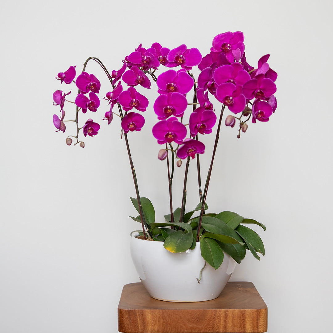 bloomthis-plant-purple-phalaenopsis-orchid-5-stalks-1080x1080-01