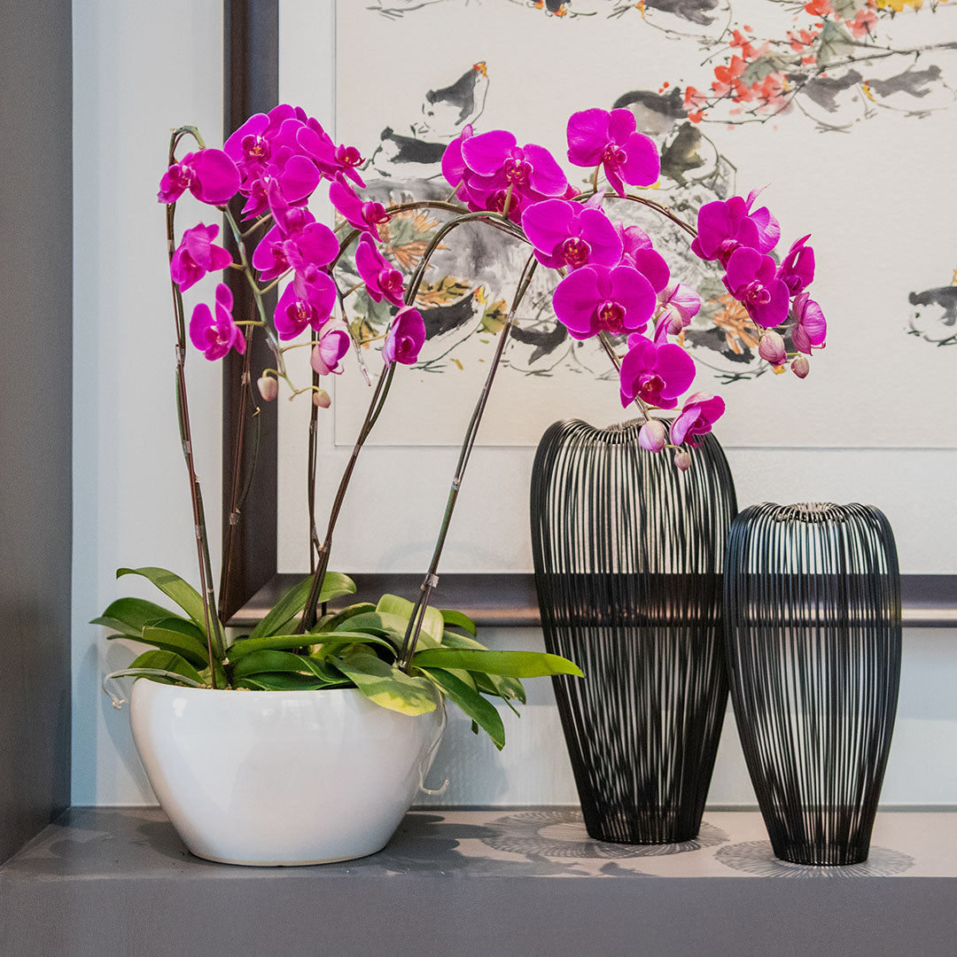 bloomthis-plant-purple-phalaenopsis-orchid-5-stalks-1080x1080-03