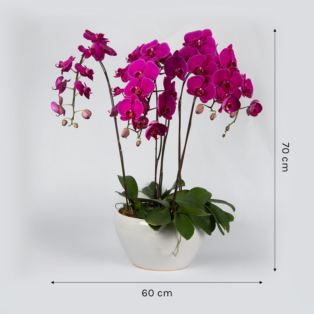bloomthis-plant-purple-phalaenopsis-orchid-5-stalks-1080x1080-04