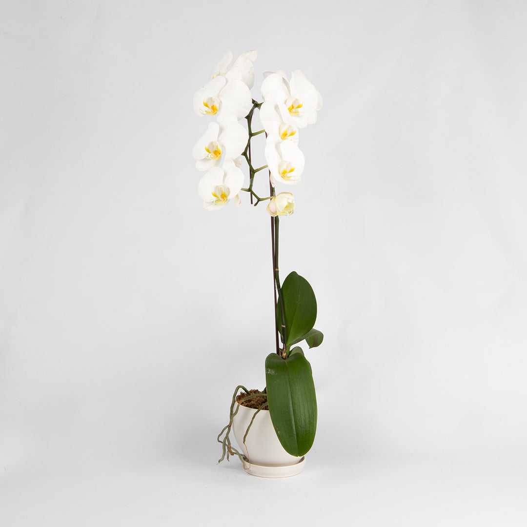 bloomthis-plant-white-phalaenopsis-orchid-1-stalk-1080x1080-01