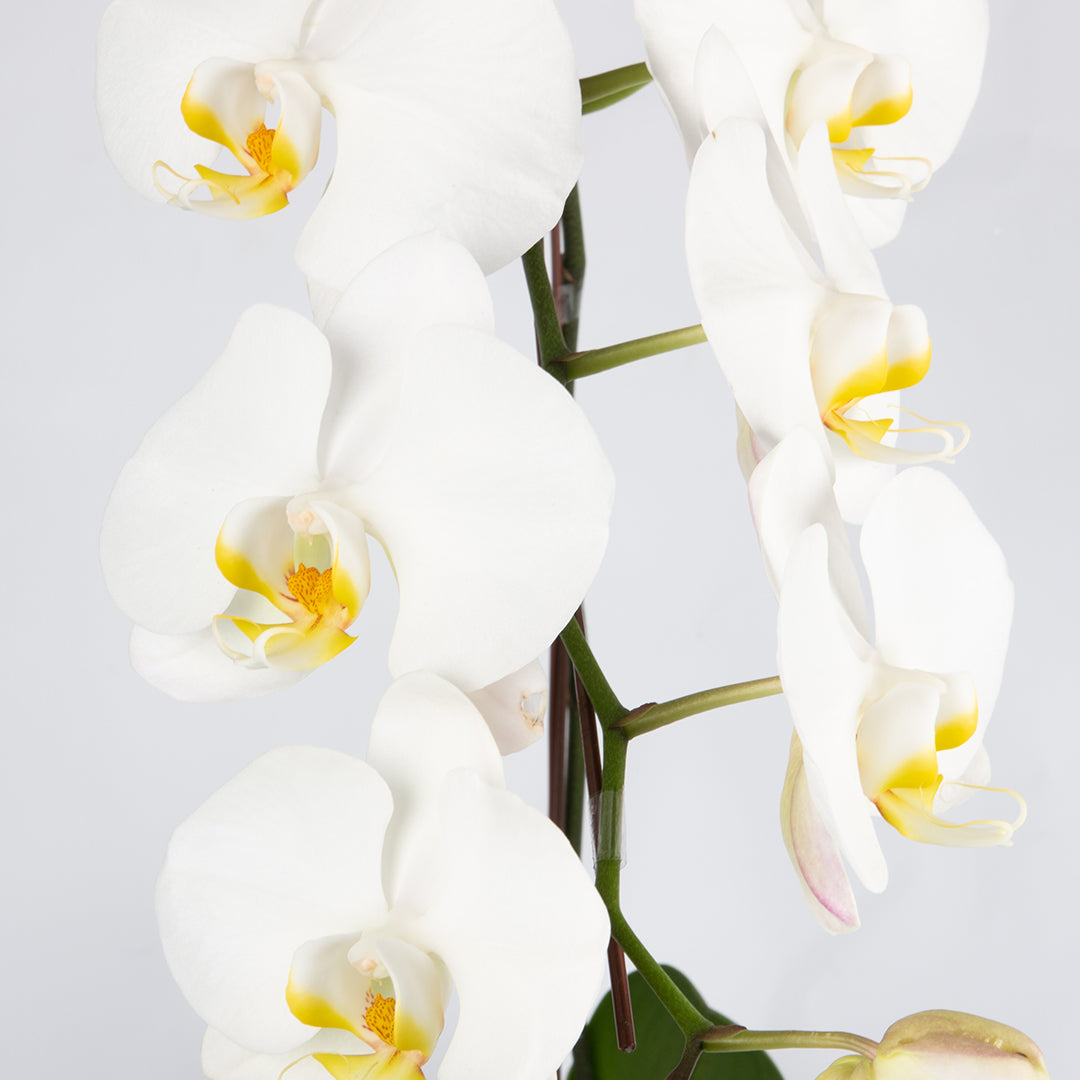 bloomthis-plant-white-phalaenopsis-orchid-1-stalk-1080x1080-02