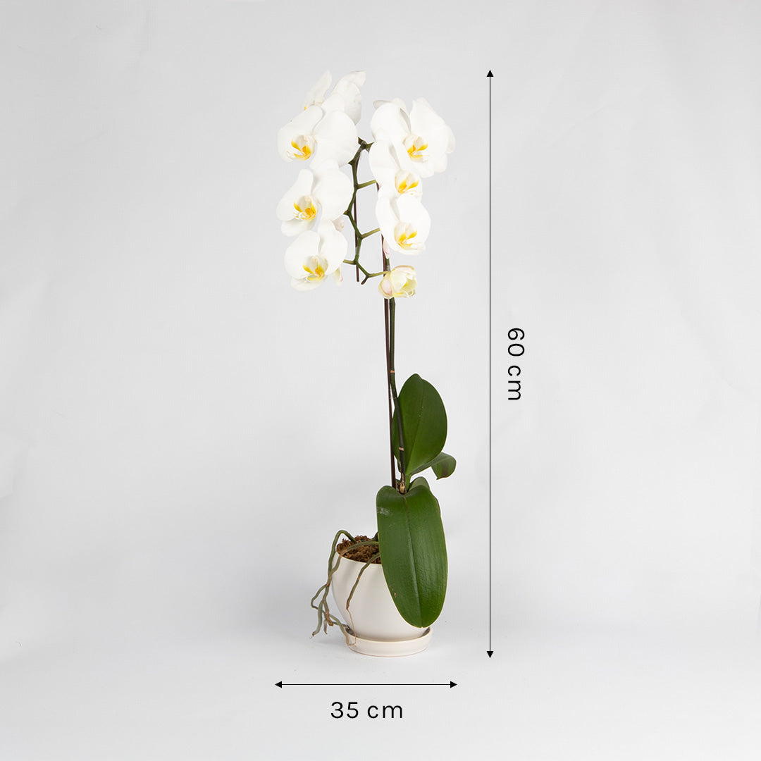 bloomthis-plant-white-phalaenopsis-orchid-1-stalk-1080x1080-03