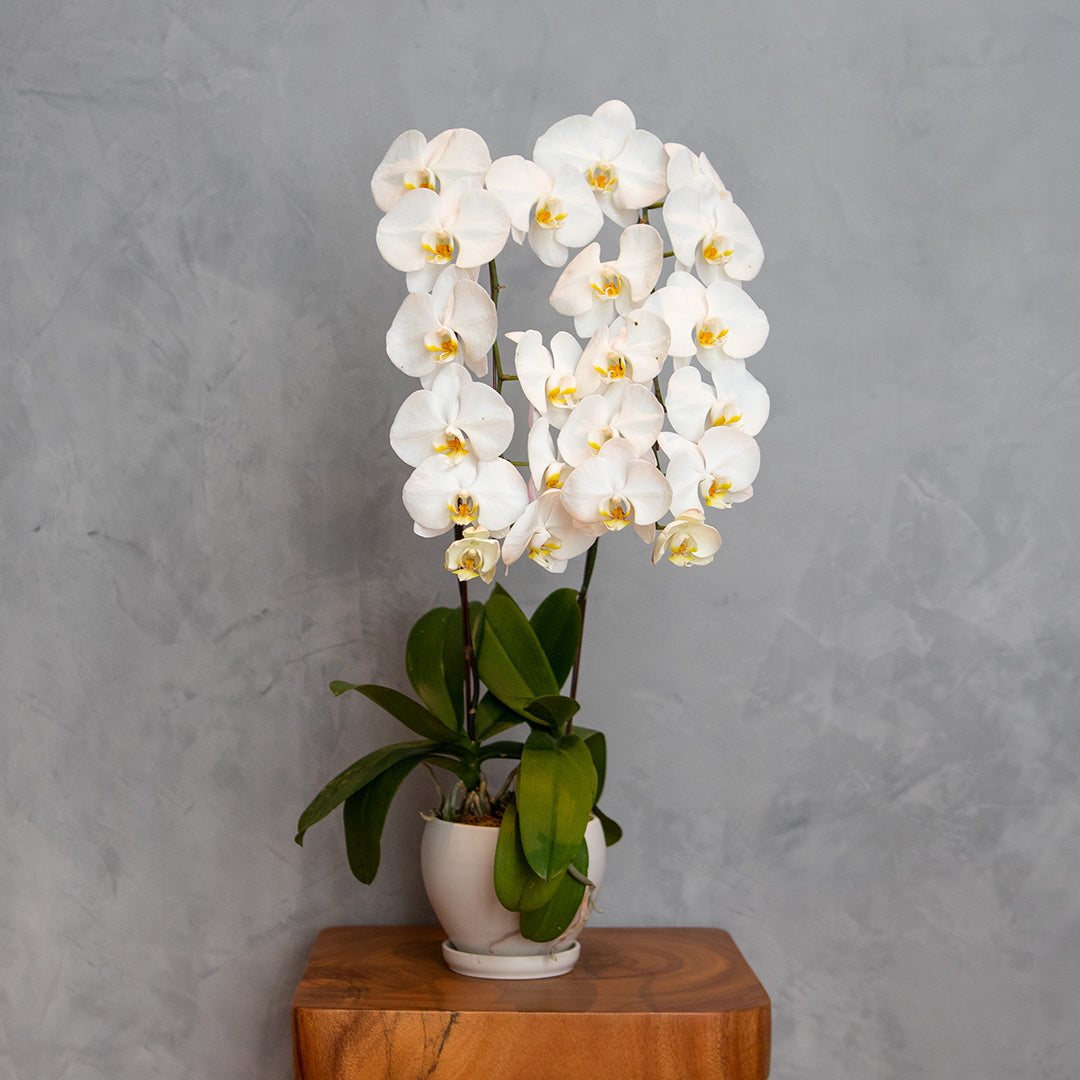 bloomthis-plant-white-phalaenopsis-orchid-2-stalks-1080x1080-01
