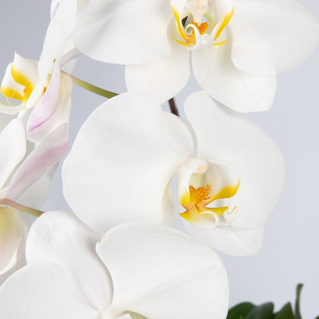 bloomthis-plant-white-phalaenopsis-orchid-2-stalks-1080x1080-02