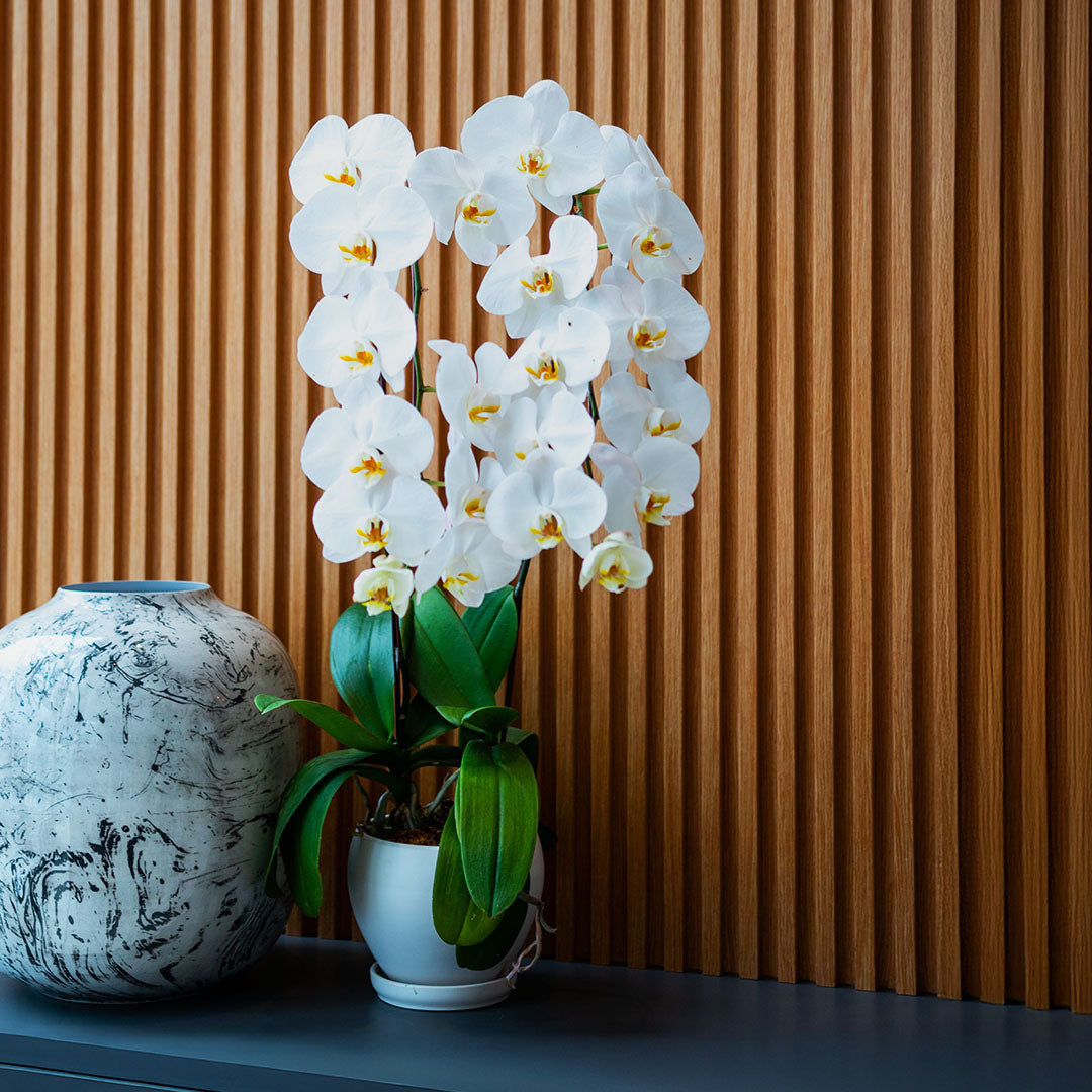 bloomthis-plant-white-phalaenopsis-orchid-2-stalks-1080x1080-03