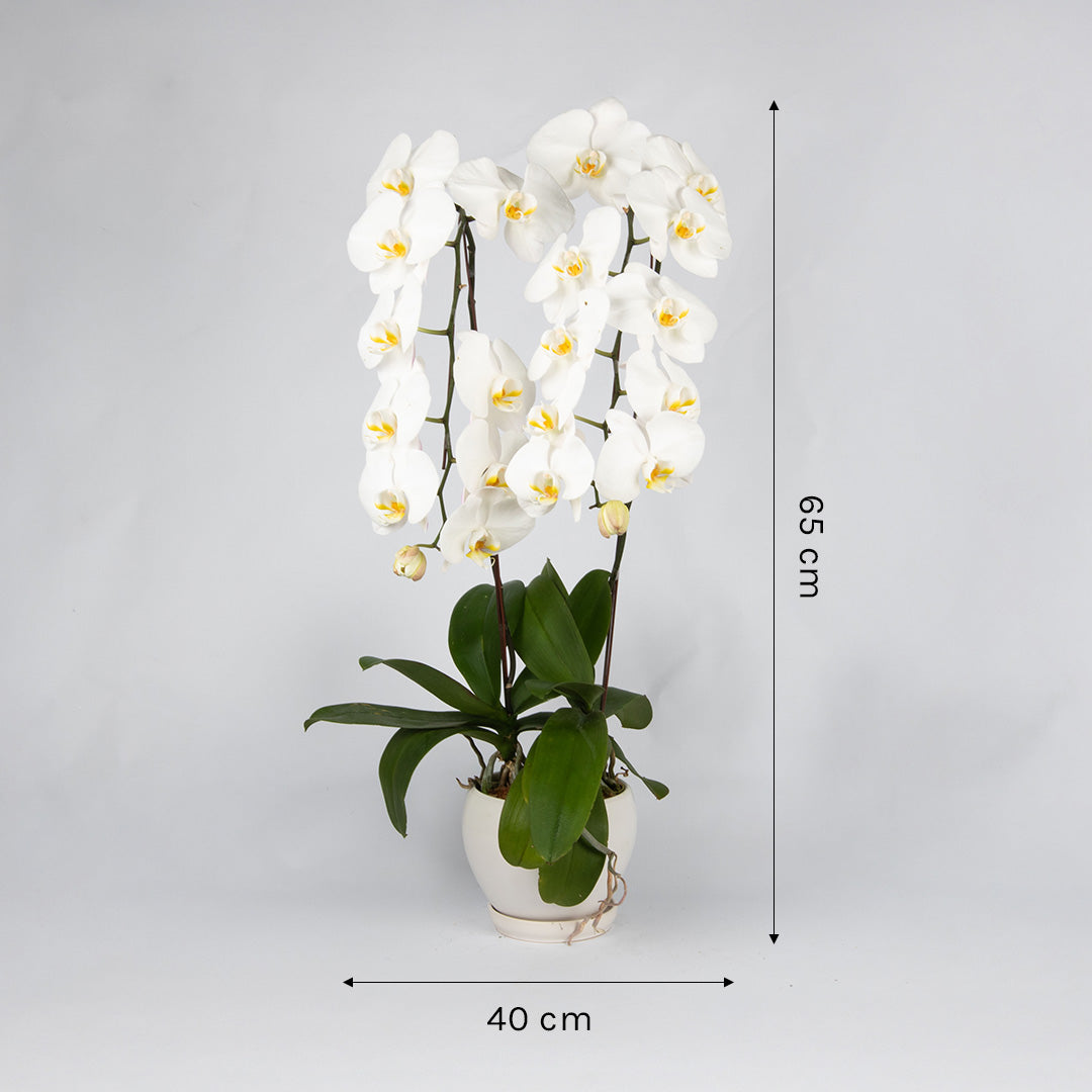 bloomthis-plant-white-phalaenopsis-orchid-2-stalks-1080x1080-04