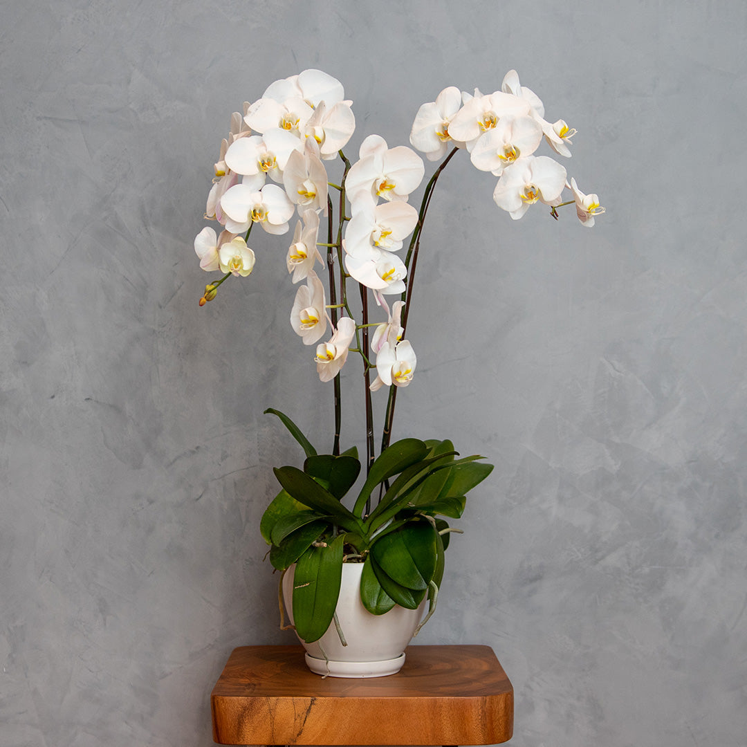 bloomthis-plant-white-phalaenopsis-orchid-3-stalks-1080x1080-01