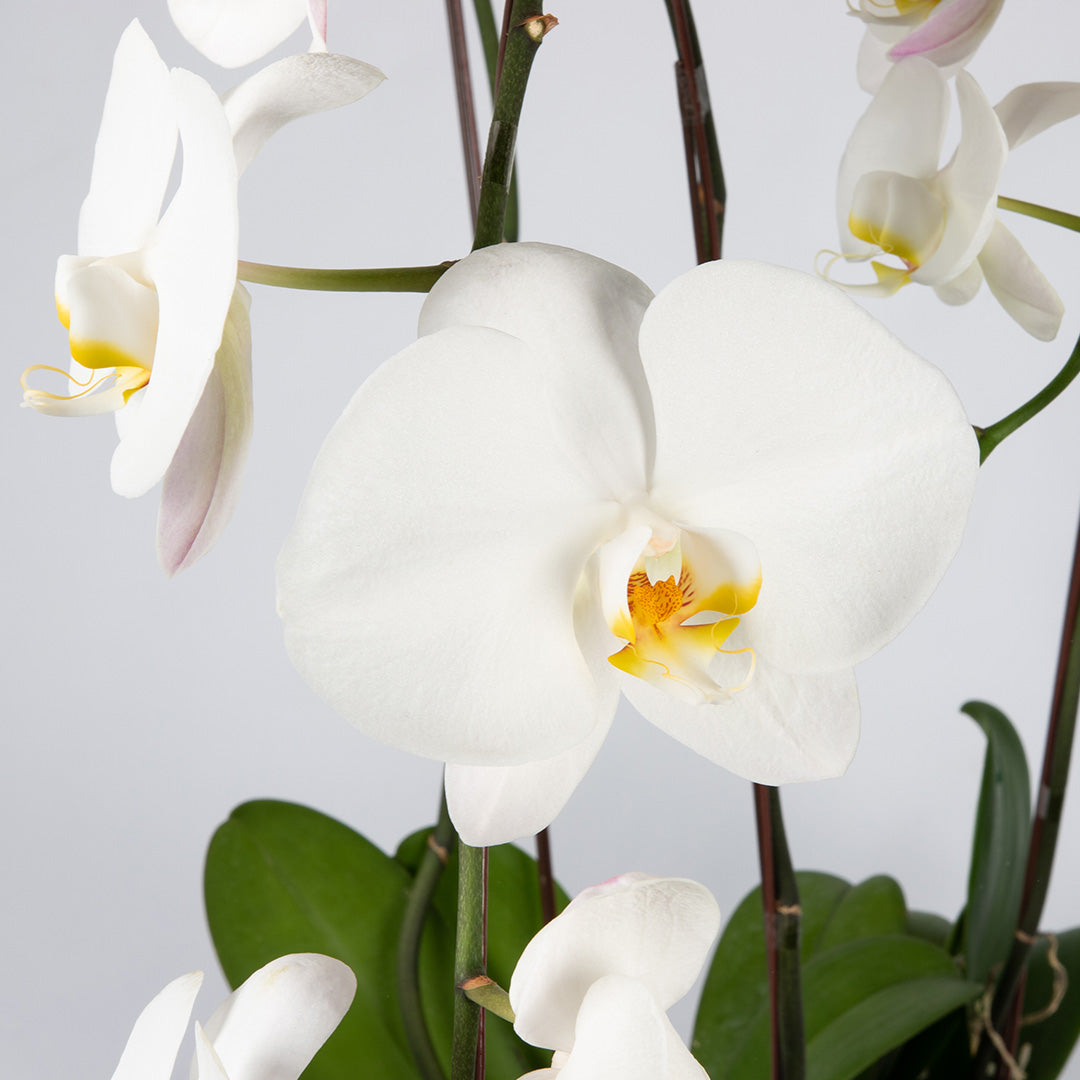 bloomthis-plant-white-phalaenopsis-orchid-3-stalks-1080x1080-02