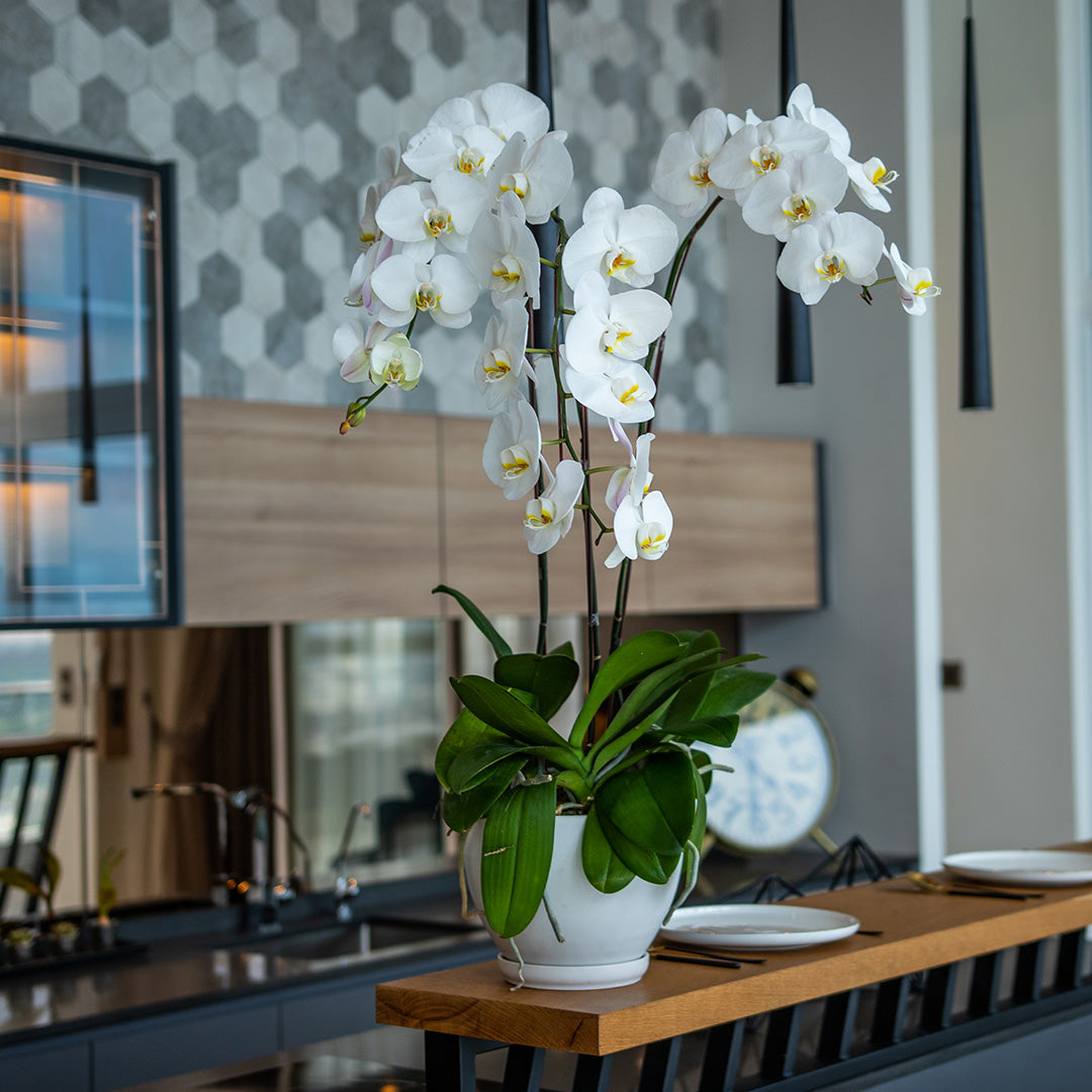 bloomthis-plant-white-phalaenopsis-orchid-3-stalks-1080x1080-03