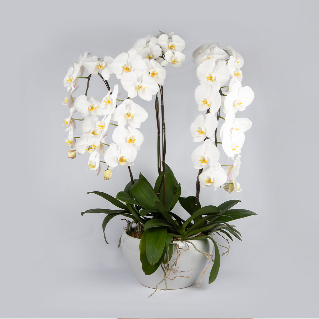 bloomthis-plant-white-phalaenopsis-orchid-5-stalks-1080x1080-01