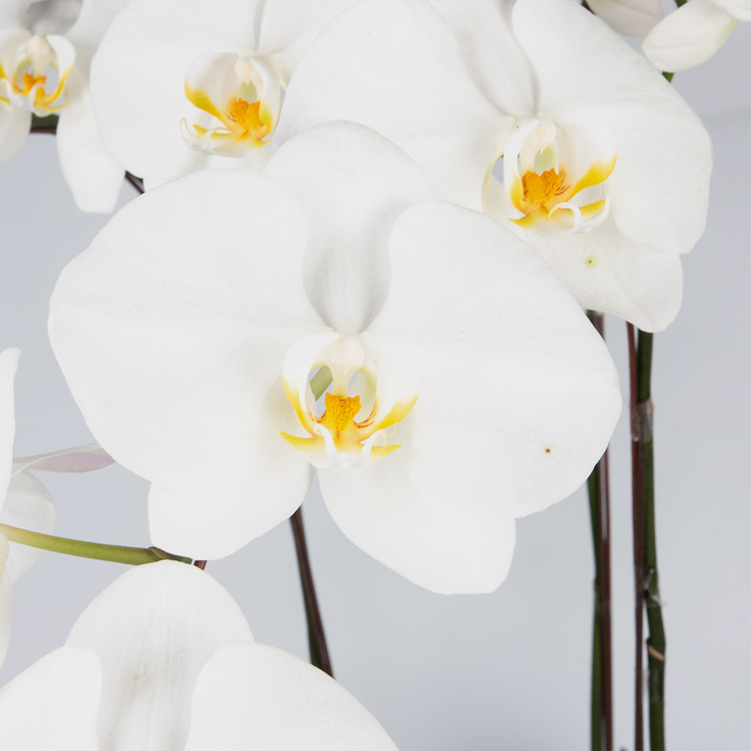 bloomthis-plant-white-phalaenopsis-orchid-5-stalks-1080x1080-02
