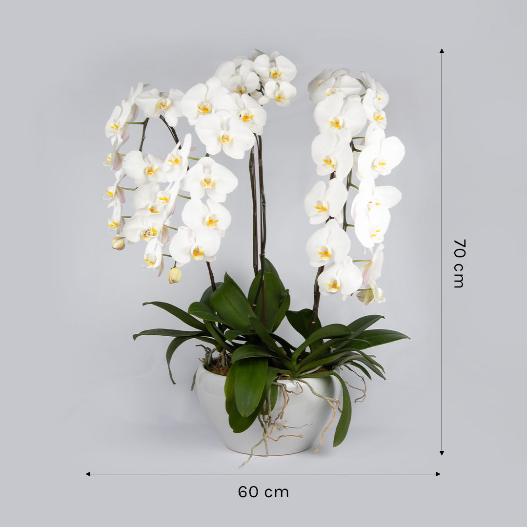 bloomthis-plant-white-phalaenopsis-orchid-5-stalks-1080x1080-03