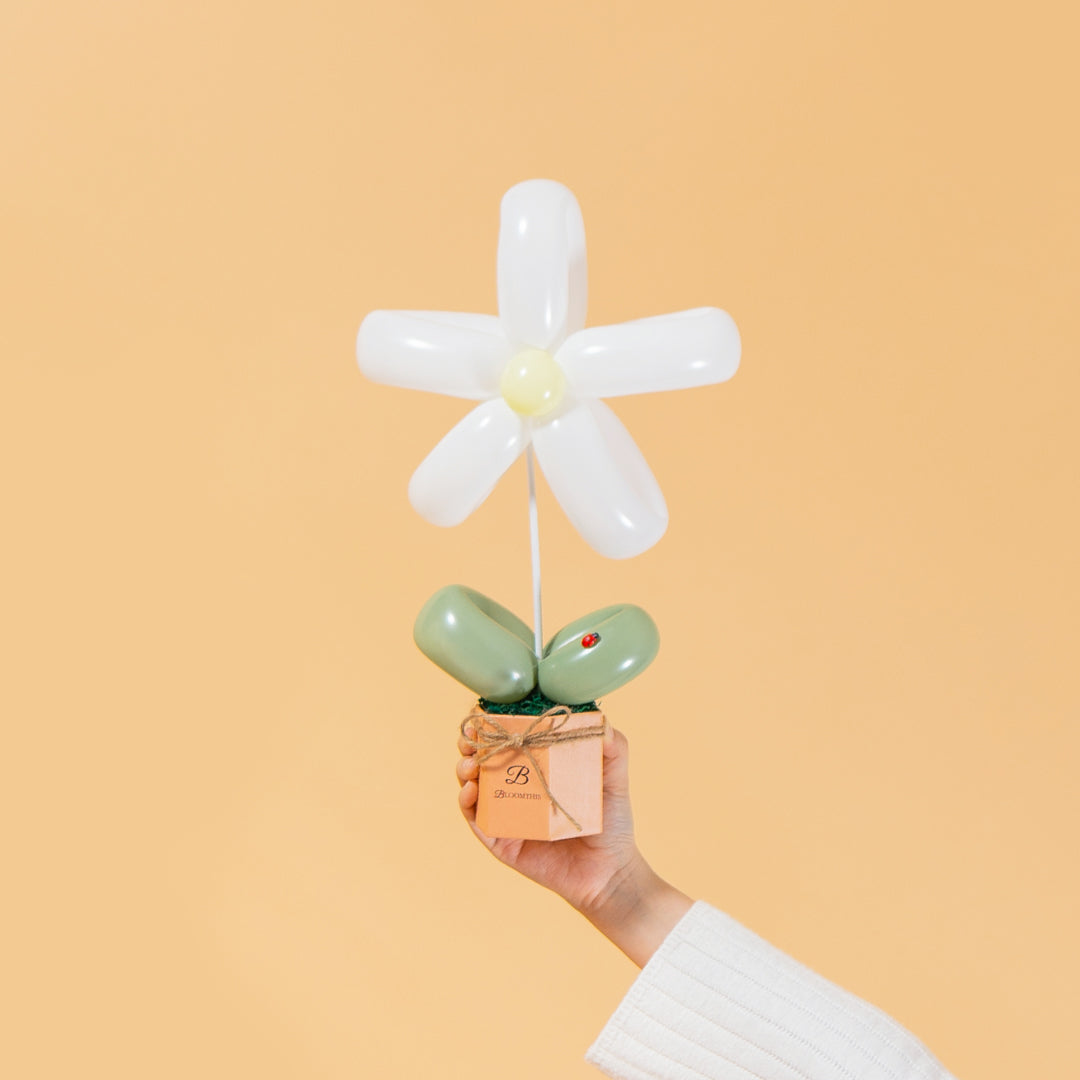 White Daisy Balloon Box