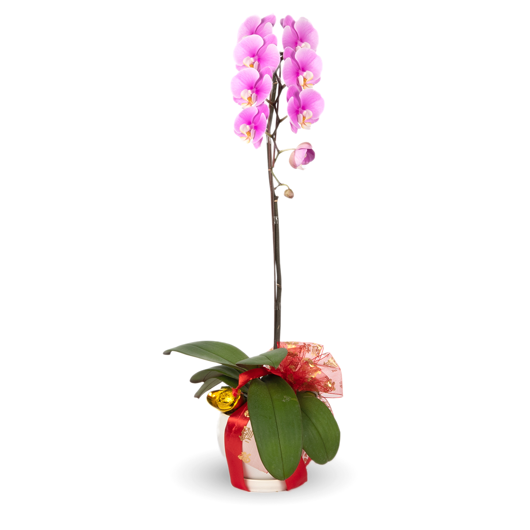 CNY Phalaenopsis Orchid (1 stalk)