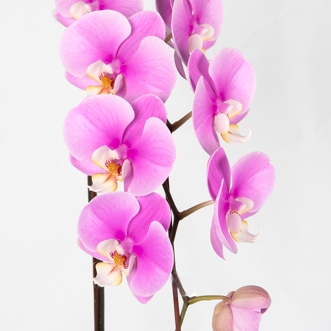 CNY Phalaenopsis Orchid (1 stalk)