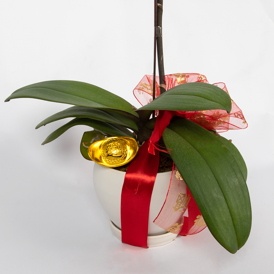 CNY Phalaenopsis Orchid (1 stalk)