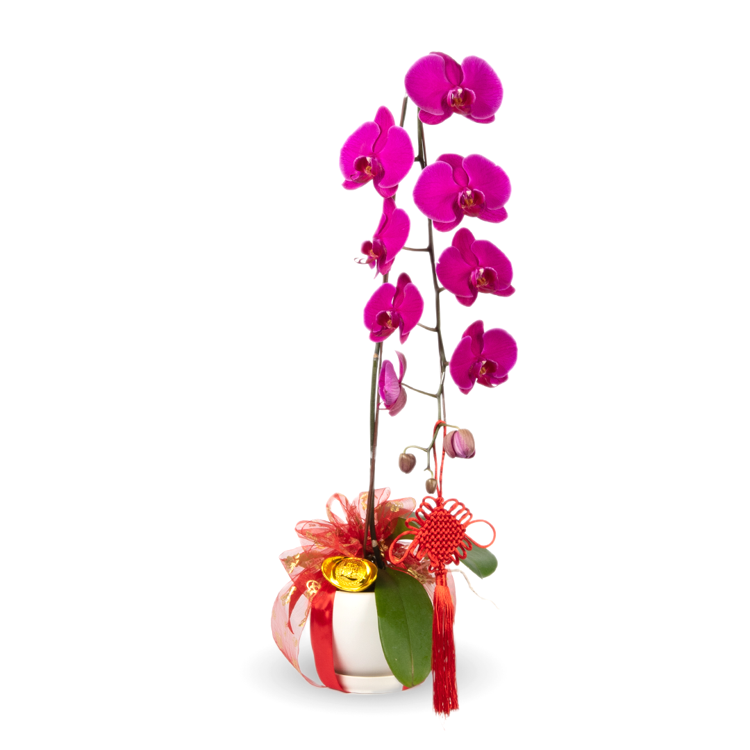 CNY Phalaenopsis Orchid (1 stalk)