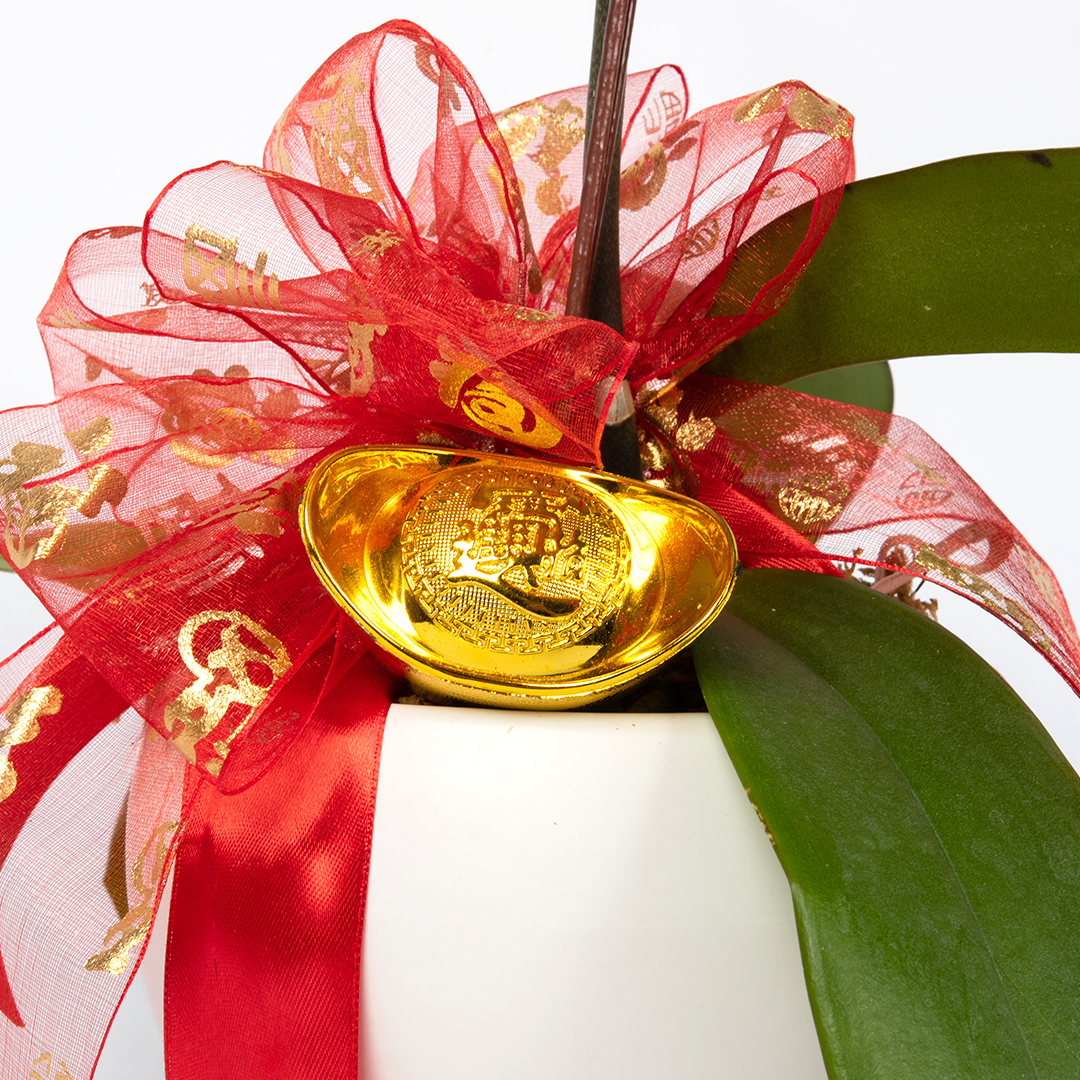 CNY Phalaenopsis Orchid (1 stalk)