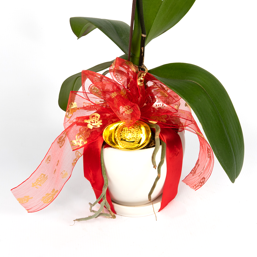 CNY Phalaenopsis Orchid (1 stalk)