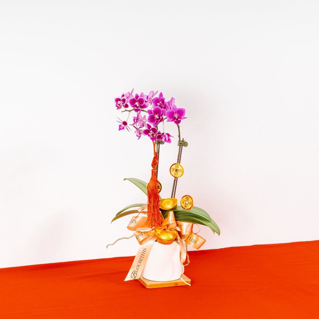 CNY Mini Phalaenopsis Orchid (Purple)