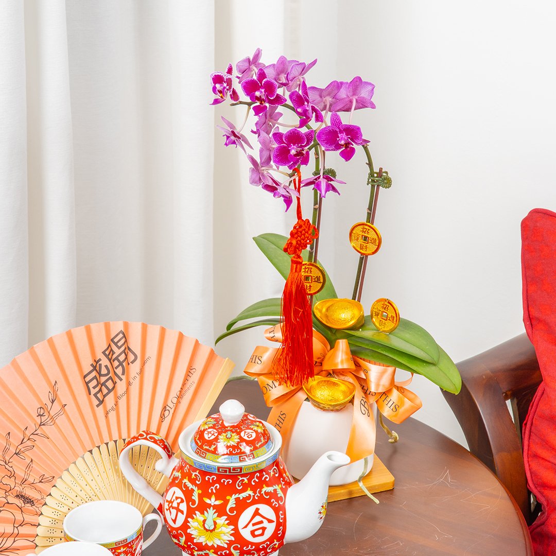 CNY Mini Phalaenopsis Orchid (Purple)