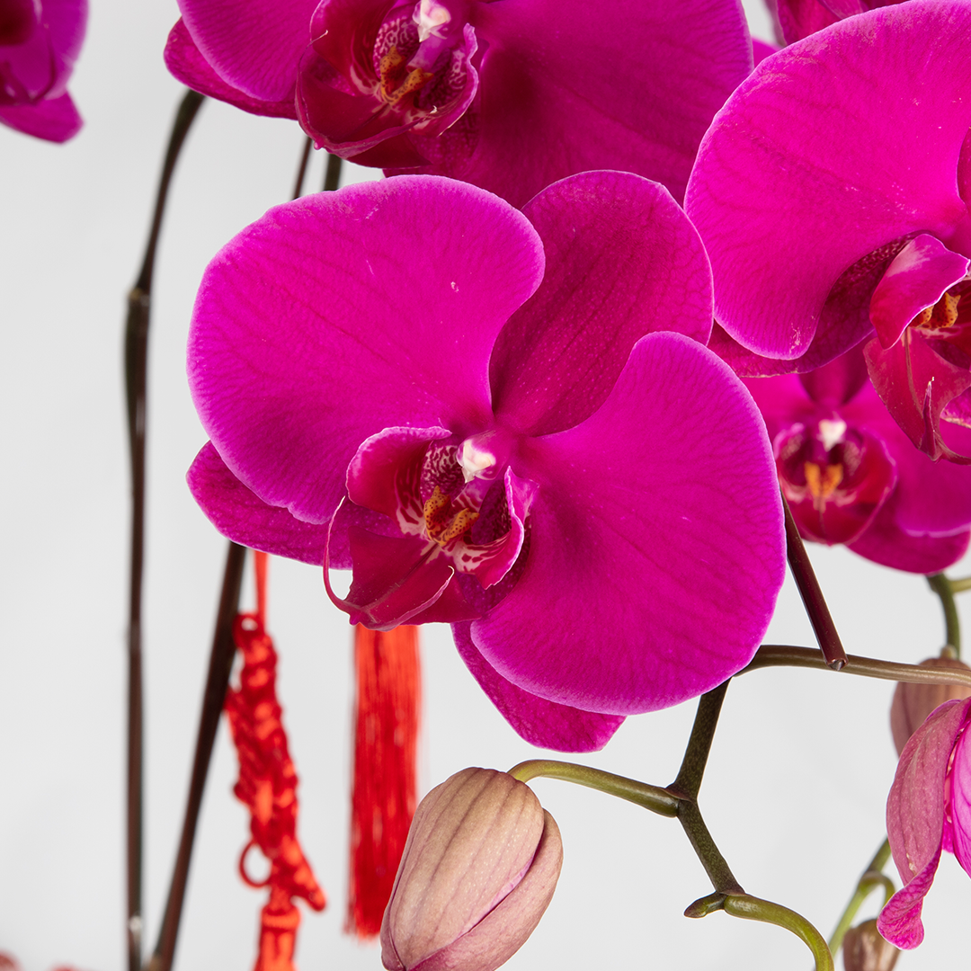 CNY Phalaenopsis Orchid (5 stalks)