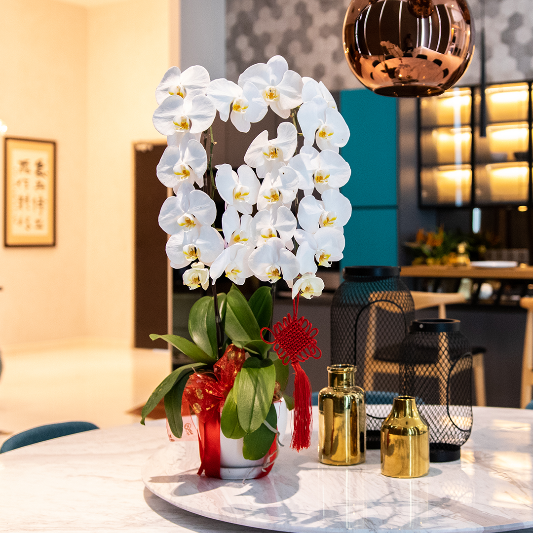 CNY Phalaenopsis Orchid (2 stalks)