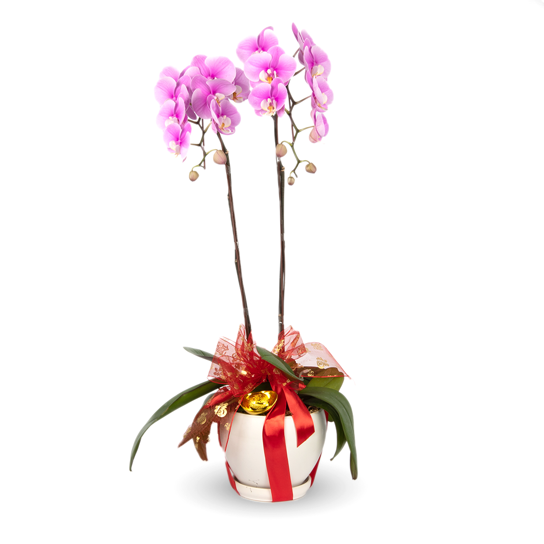 CNY Phalaenopsis Orchid (2 stalks)