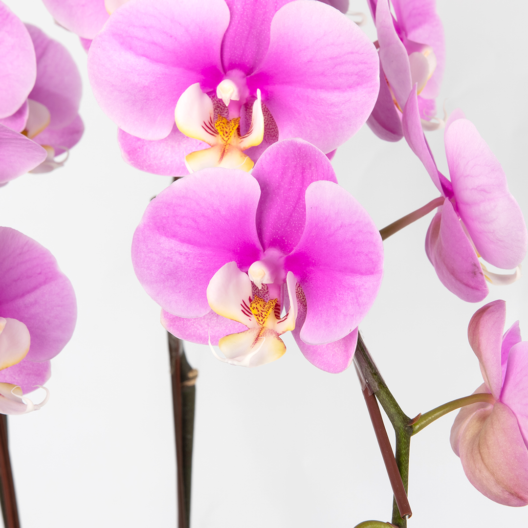 CNY Phalaenopsis Orchid (2 stalks)