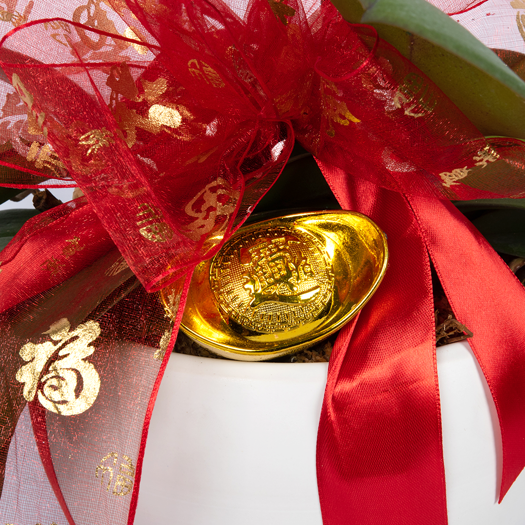 CNY Phalaenopsis Orchid (2 stalks)