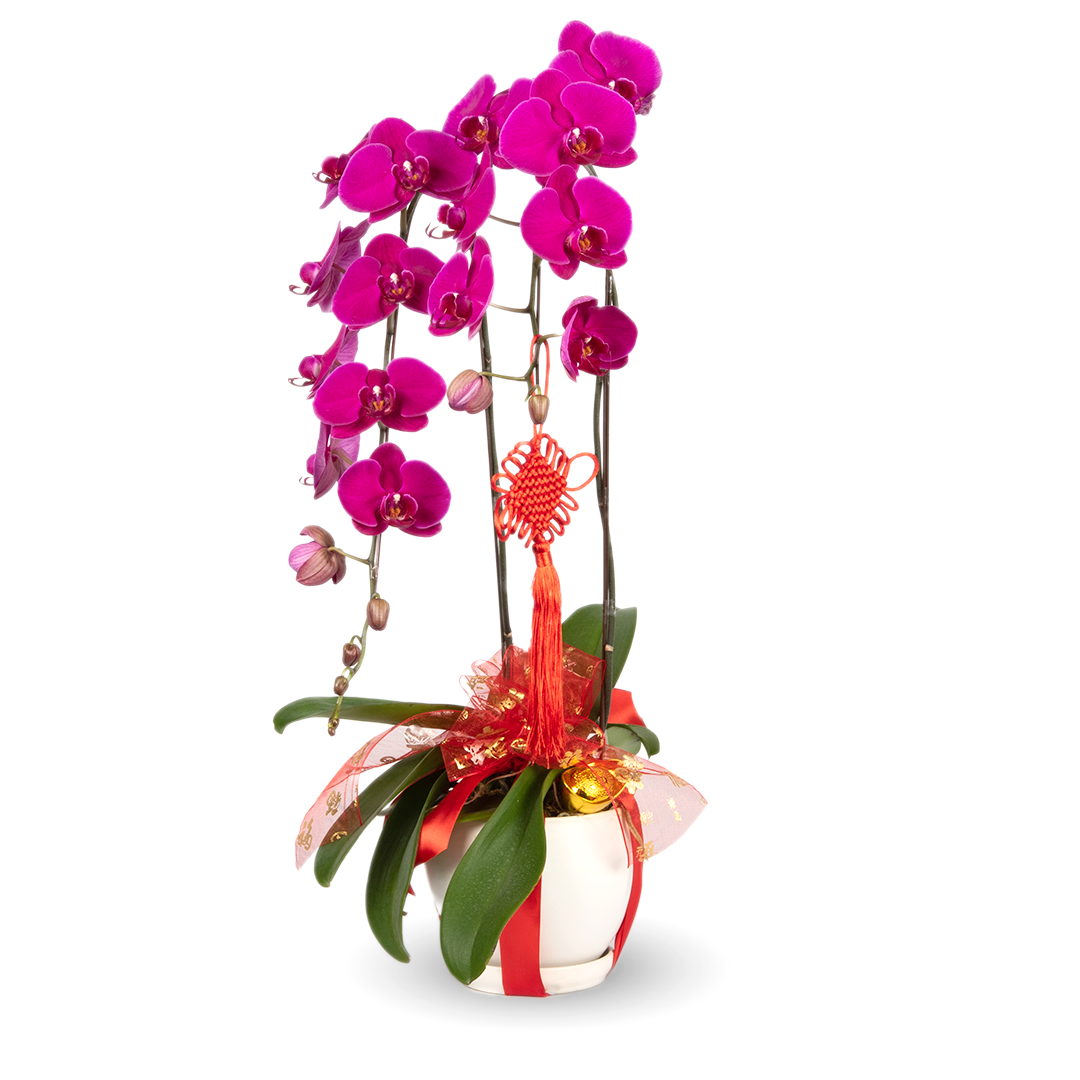 CNY Phalaenopsis Orchid (2 stalks)