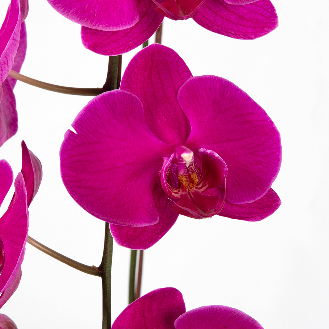 CNY Phalaenopsis Orchid (2 stalks)